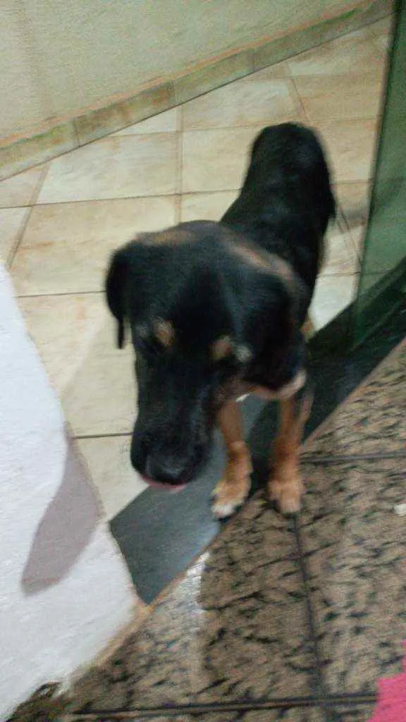 Cachorro ra a Lavrador místico  idade 7 a 11 meses nome Bethoven 