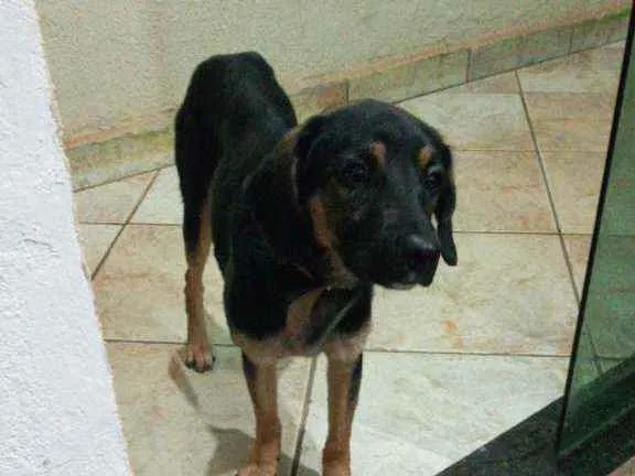 Cachorro ra a Lavrador místico  idade 7 a 11 meses nome Bethoven 