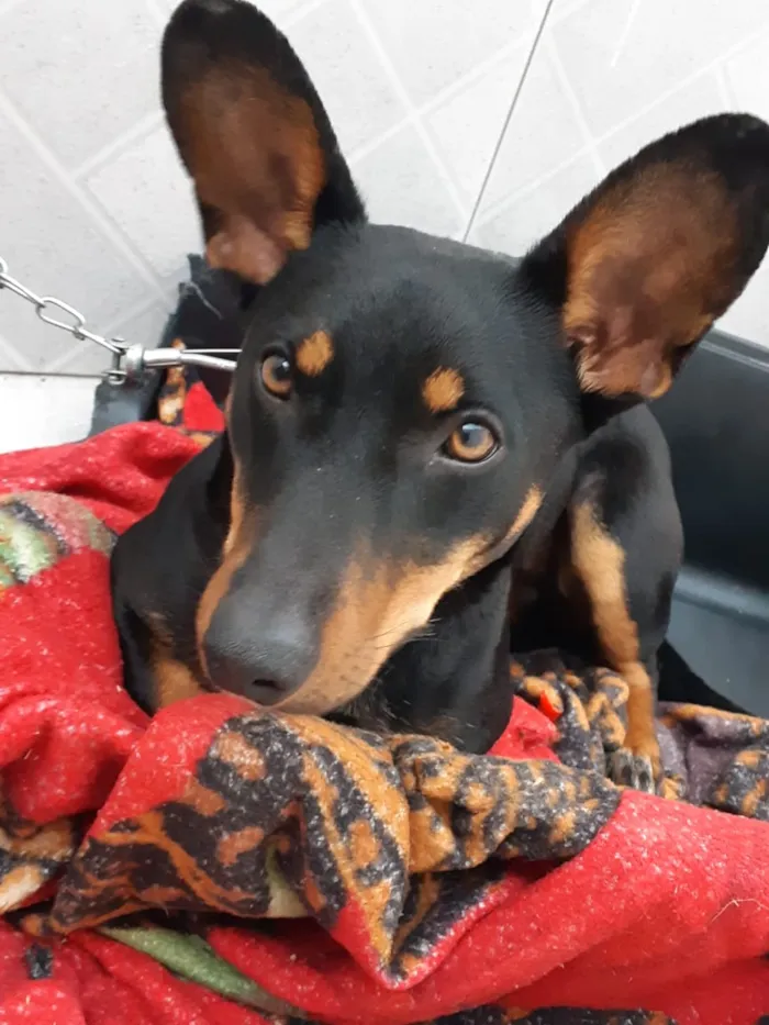 Cachorro ra a Salsicha mista  idade 1 ano nome Preta 
