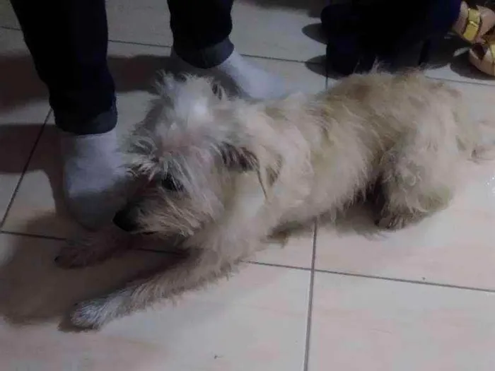 Cachorro ra a Vira lata idade 5 anos nome Pitti