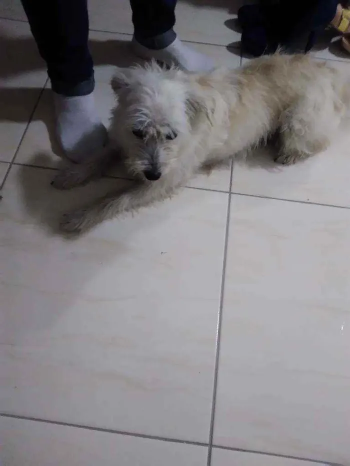 Cachorro ra a Vira lata idade 5 anos nome Pitti