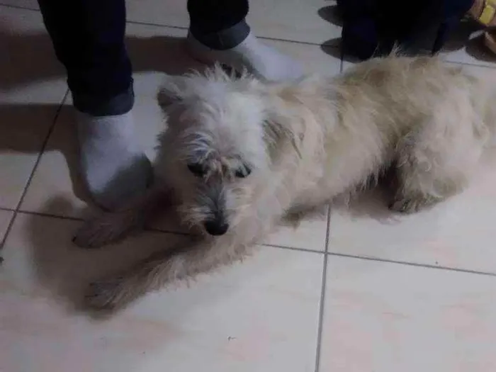 Cachorro ra a Vira lata idade 5 anos nome Pitti