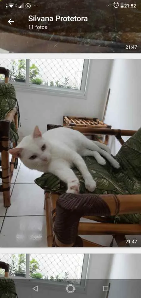 Gato ra a Srd idade 7 a 11 meses nome Brisa