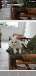 Brisa