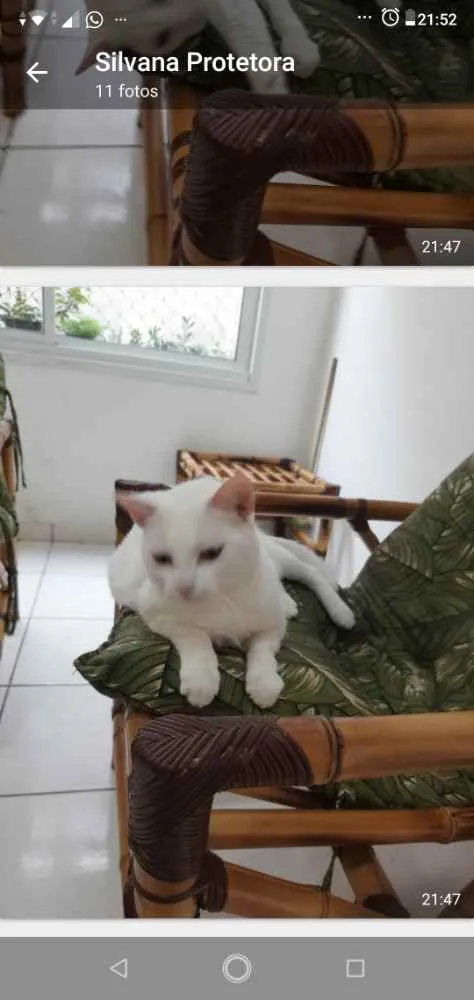 Gato ra a Srd idade 7 a 11 meses nome Brisa