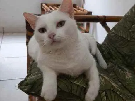 Gato ra a Srd idade 7 a 11 meses nome Brisa