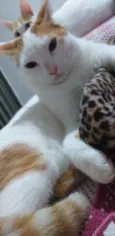 Meow