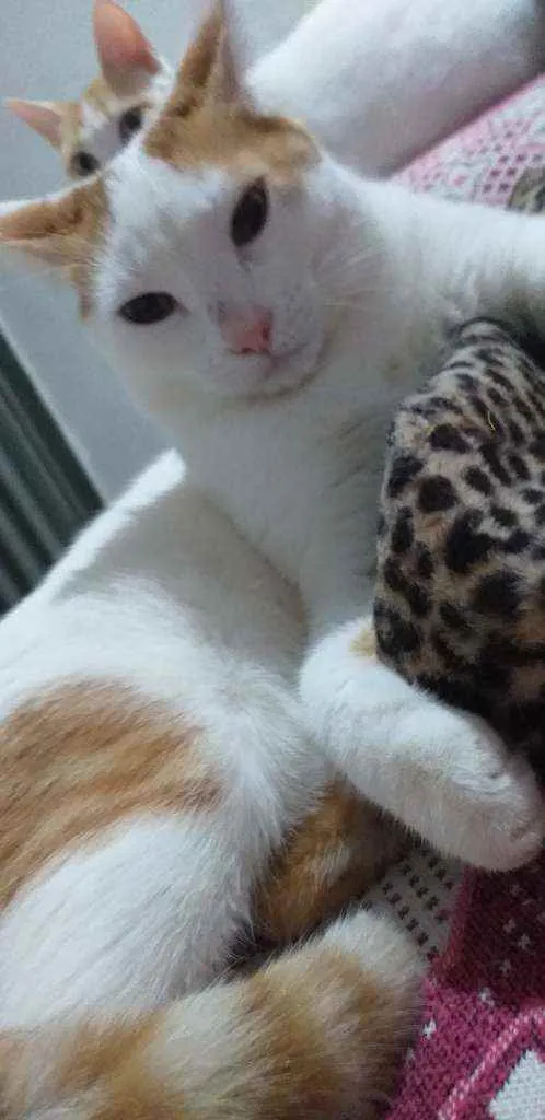 Gato ra a  idade 7 a 11 meses nome Meow