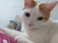 Meow