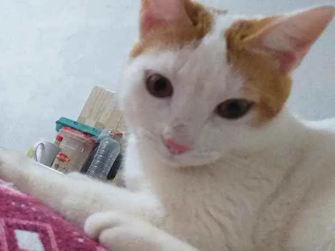 Gato ra a  idade 7 a 11 meses nome Meow