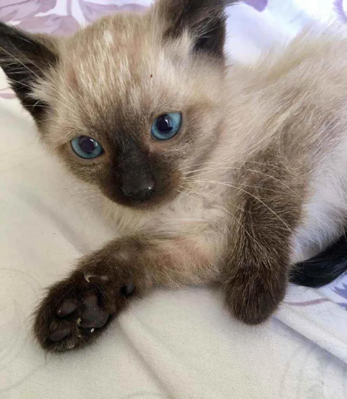 Gato ra a SRD idade 2 a 6 meses nome Blue