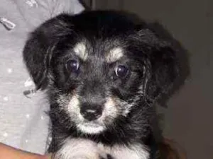 Cachorro raça Srd idade 2 a 6 meses nome Lola 