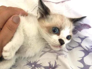 Gato raça SRD idade 2 a 6 meses nome Charles