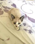 Charles