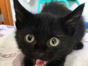 Gato raça SRD idade 2 a 6 meses nome Pitico