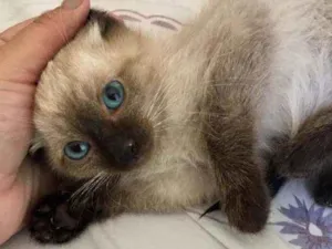 Gato raça SRD idade 2 a 6 meses nome Blue