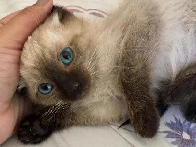 Gato ra a SRD idade 2 a 6 meses nome Blue