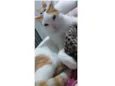Meow