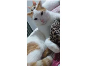 Gato raça  idade 7 a 11 meses nome Meow