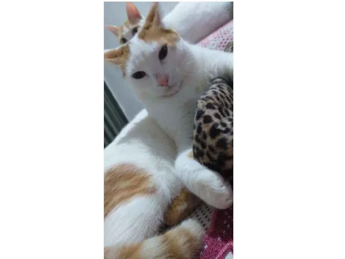 Gato ra a  idade 7 a 11 meses nome Meow