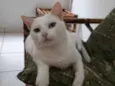 Brisa