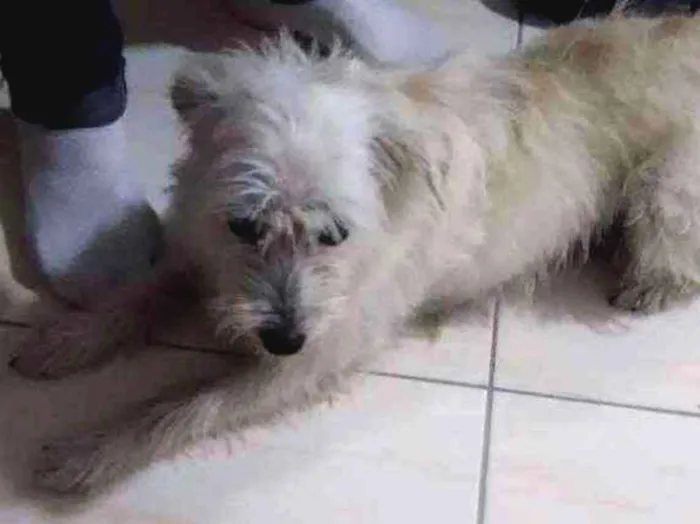 Cachorro ra a Vira lata idade 5 anos nome Pitti