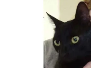 Gato raça Srd idade 2 anos nome Banguela