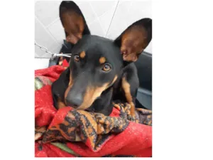 Cachorro raça Salsicha mista  idade 1 ano nome Preta 