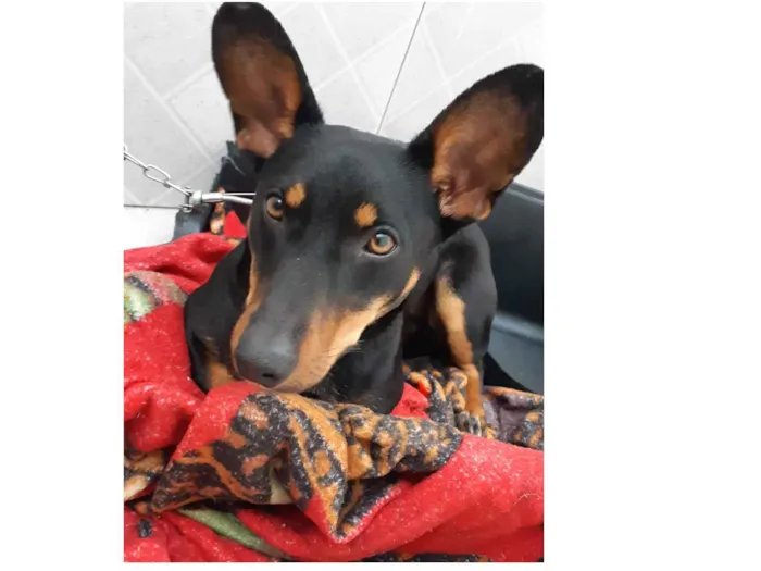 Cachorro ra a Salsicha mista  idade 1 ano nome Preta 