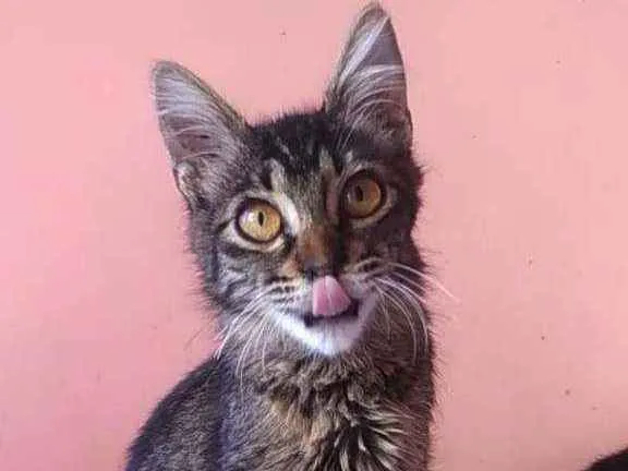 Gato ra a Srd idade 2 a 6 meses nome Ayla