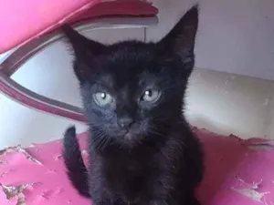 Gato raça Srd idade 2 a 6 meses nome Rebecca