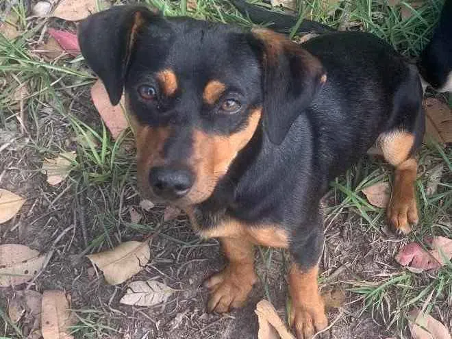 Cachorro ra a Sem raça  idade 2 anos nome Wendy