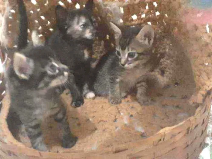 Gato ra a Sem raça  idade Abaixo de 2 meses nome Não tem nome