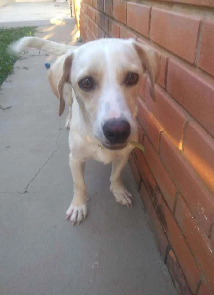 Cachorro raça  idade 1 ano nome Lua