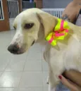 Lua