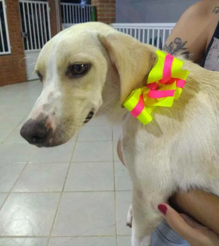 Cachorro raça  idade 1 ano nome Lua