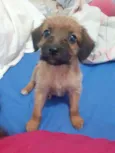 Pipa
