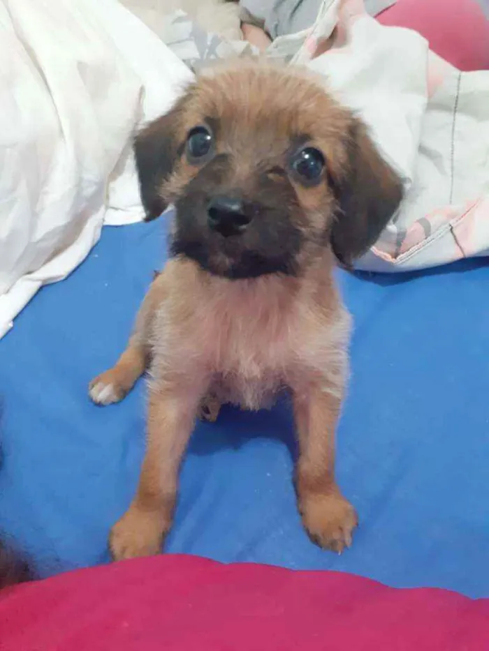 Cachorro ra a SRD idade 2 a 6 meses nome Pipa