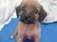 Pipa