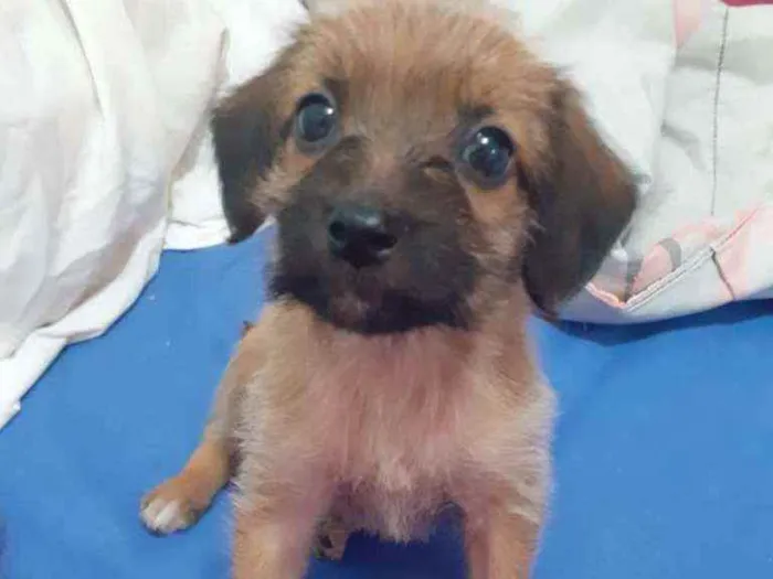 Cachorro ra a SRD idade 2 a 6 meses nome Pipa