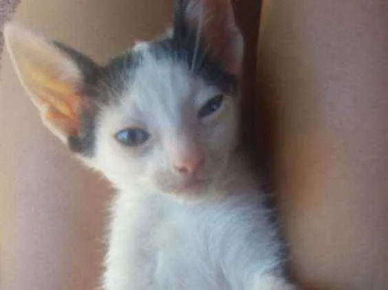 Gato ra a Não sei idade 2 a 6 meses nome Sem nome