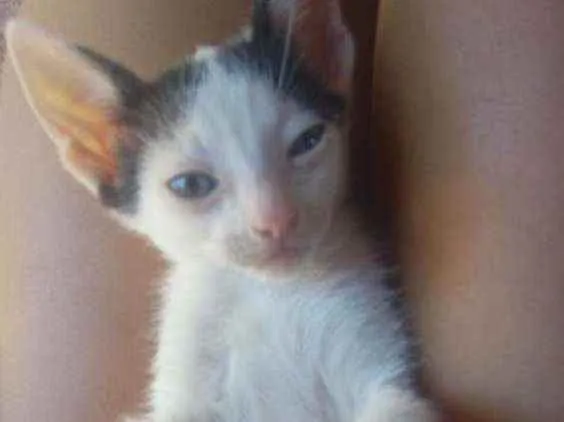 Gato ra a Não sei idade 2 a 6 meses nome Sem nome