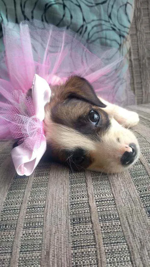 Cachorro raça SRD idade 2 a 6 meses nome Lila