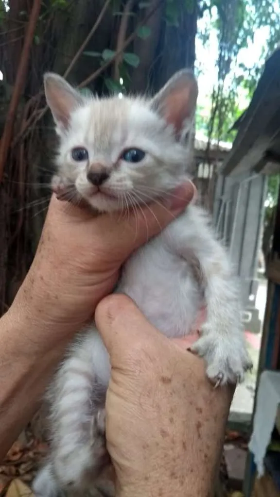 Gato ra a SRD idade 2 a 6 meses nome Gatos da Glória