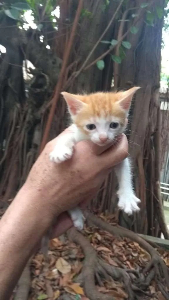 Gato ra a SRD idade 2 a 6 meses nome Gatos da Glória