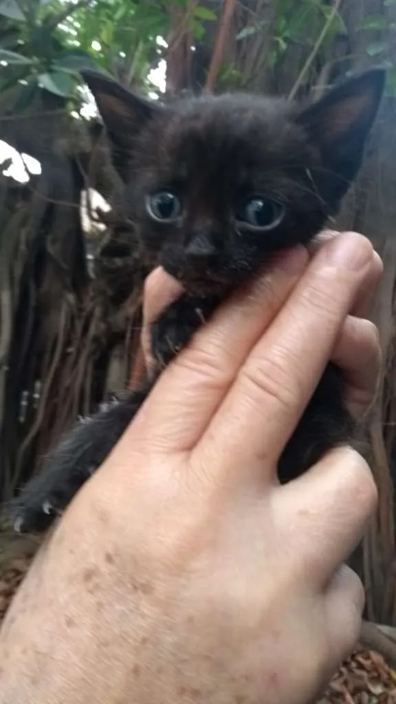 Gato ra a SRD idade 2 a 6 meses nome Gatos da Glória