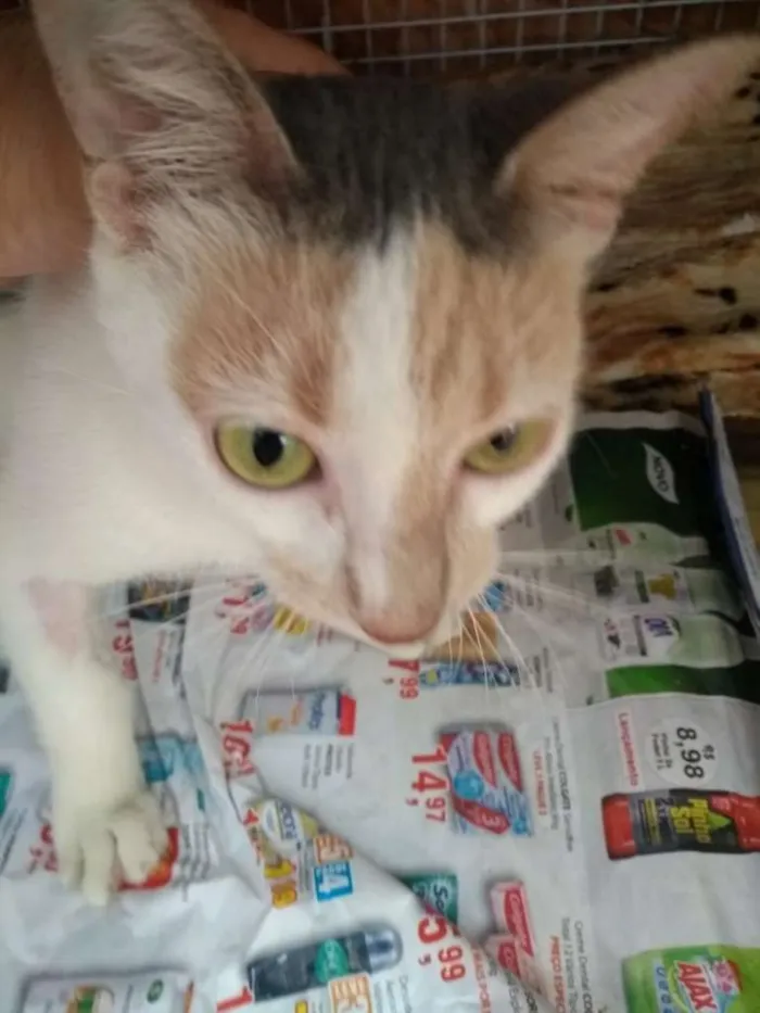 Gato ra a SRD idade 2 a 6 meses nome Gatos da Glória