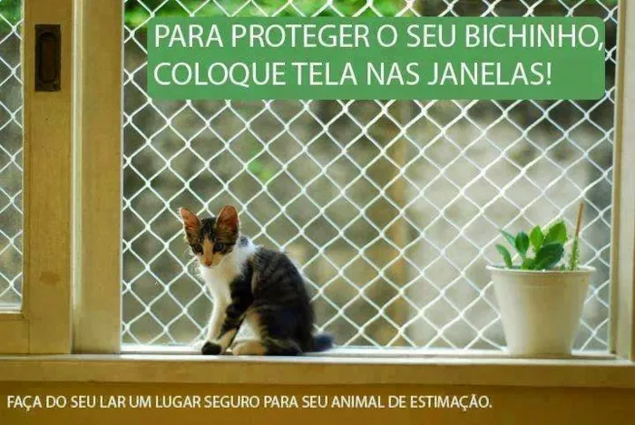 Gato ra a SRD idade 2 a 6 meses nome Gatos da Glória