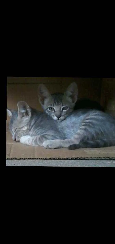 Gato raça Não importa idade 2 a 6 meses nome Gatineos