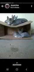 Gatineos